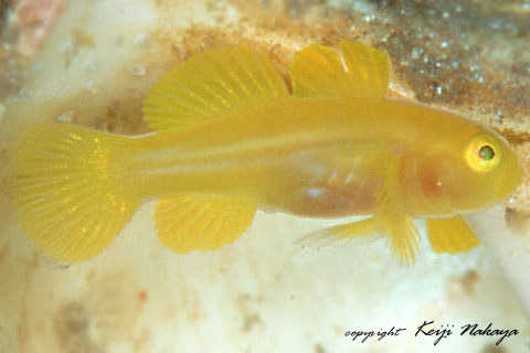 G051